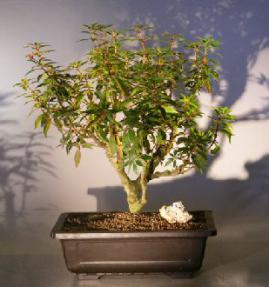 Flowering Dwarf Firebush<br><i>(hamelia patens compacta)</i>