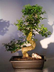 Flowering Ligustrum Bonsai Tree<br><i>(ligustrum lucidum)</i>