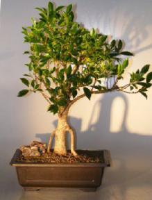 Ficus Retusa Bonsai Tree - Banyan Style<br><i>(ficus retusa)</i>