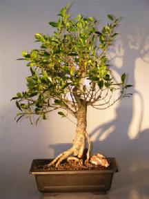 Ficus Retusa Bonsai Tree - Banyan Style<br><i>(ficus retusa)</i>