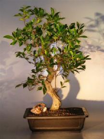 Ficus Retusa Bonsai Tree - Banyan Style<br><i>(ficus retusa)</i>