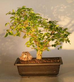 Flowering Ligustrum Bonsai Tree <br><i>(ligustrum lucidum)</i>