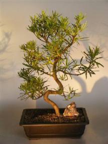 Flowering Podocarpus Bonsai Tree<br><i>(podocarpus macrophyllus)</i>