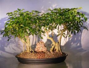 Hawaiian Umbrella Bonsai Tree<br>Banyan Style - Double Planting<br> (<i>arboricola schefflera</i>)