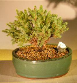 Dwarf Black Spruce<br><i>(Picca Mariana 'Nana')</i>