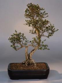 Flowering White Serissa Bonsai Tree<br>Bonsai Tree of a Thousand Stars<br><i>(serissa japonica)</i>