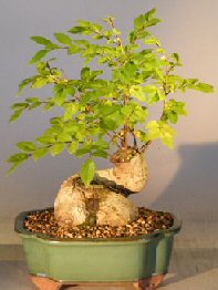 Chinese Elm Bonsai Tree - Variegated<br><i>(ulmus parvifolia 'variegata')</i>
