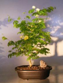 Flowering Brazilian Raintree Bonsai Tree 