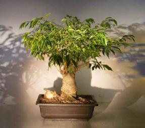 Ficus Banyan Bonsai Tree<br><i>(ficus orientalis)</i>