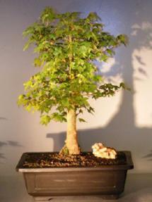 Trident Maple Bonsai Tree<br><i>(acer buergerianum)</i>