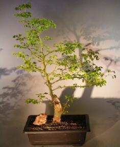 Flowering Brazilian Raintree Bonsai Tree <br><i>(pithecellobium tortum)</i>