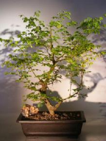 Flowering Brazilian Raintree Bonsai Tree<br><i>(pithecellobium tortum)</i>