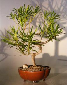 Podocarpus Bonsai Tree<br><i>(podocarpus macrophyllus)</i>9