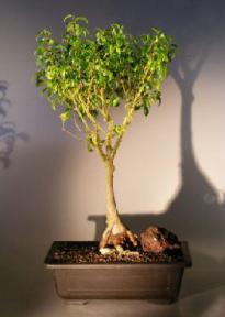 Ficus Oriental<br>Root Over Rock<br><i>(Ficus Orientalis)</i>
