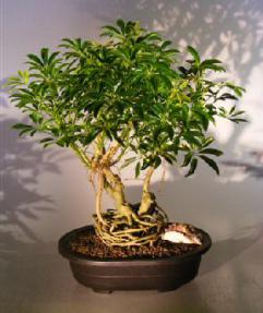 Hawaiian Umbrella Bonsai Tree - Banyan Style <br>(arboricola schefflera)</i>