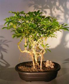 Hawaiian Umbrella Bonsai Tree - Banyan Style<br><i>(arboricola schefflera)</i>