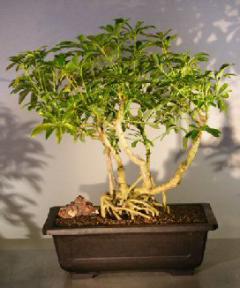 Hawaiian Umbrella Bonsai Tree - Banyan Style<br><i>(arboricola schefflera)</i>