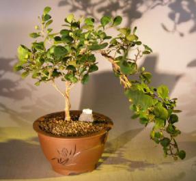 Mistletoe Fig - Cascade Style<br><i>(ficus diversifolia)</i>