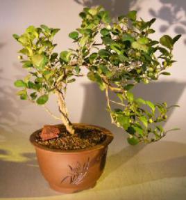 Mistletoe Fig - Cascade Style<br><i>(ficus diversifolia)</i>