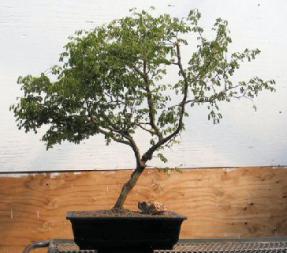 Flowering Brazilian Raintree Bonsai Tree <br><i>(pithecellobium tortum)</i>