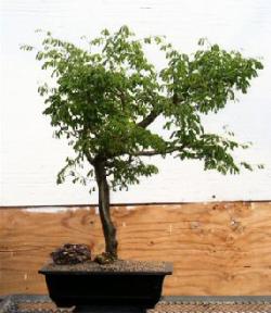 Flowering Brazilian Raintree Bonsai Tree<br><i>(pithecellobium tortum)</i>