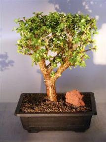 Baby Jade  Bonsai Tree<br><i>(Portulacaria Afra)</i>