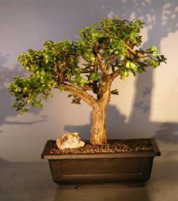 Baby Jade Bonsai Tree<br><i>(Portulacaria Afra)</i>