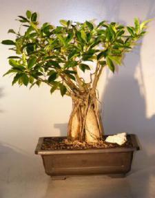 Ginseng Ficus Bonsai Tree with Banyan Roots <br><i>(Ficus Retusa)</i>