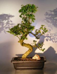 Flowering Ligustrum Bonsai Tree<br><i>(ligustrum lucidum)</i>