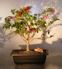 Bougainvillea<br><i>(bougainvillea glabra)</i>