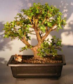 Baby Jade  Bonsai Tree<br><i>(Portulacaria Afra)</i>