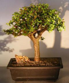 Baby Jade Bonsai Tree<br><i>(Portulacaria Afra)</i>