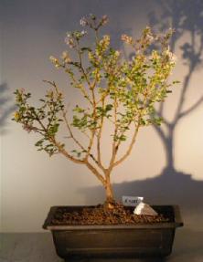 Dwarf Korean Lilac Bonsai Tree<br><i>(syringa palabiniana)</i>