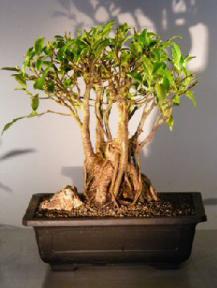 Ficus Retusa Bonsai Tree with Banyan Roots<br><i>(ficus retusa)</i>