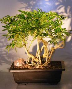 Hawaiian Umbrella Bonsai Tree - Banyan Style<br><i>(arboricola 'schefflera')</i>