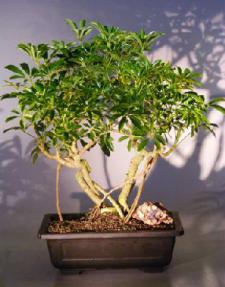 Hawaiian Umbrella Bonsai Tree<br>Banyan Style<br><i>(arboricola 'schefflera')</i>