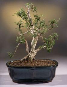 Flowering White Serissa Bonsai Tree<br>Bonsai Tree of a Thousand Stars<br><i>(serissa japonica)</i>