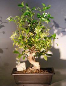 Flowering White Jasmine - Phoenix Graft <br><i>(trachelospermum jasminoides)</i>