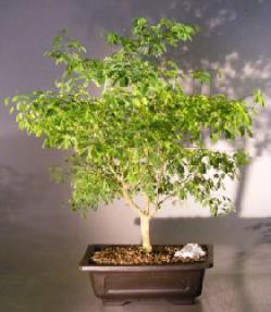 Flowering Brazilian Raintree Bonsai Tree <br><i>(pithecellobium tortum)</i>