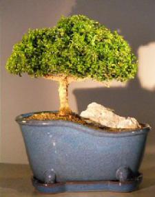 Japanese Kingsville Boxwood Bonsai Tree<br><i>(buxus microphylla compacta)</i>