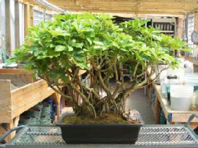 Hawaiian Umbrella Bonsai Tree<br> Banyan Root Style<br>(<i>arboricola schefflera</i>)