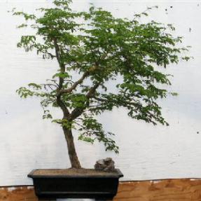 Flowering Brazilian Raintree Bonsai Tree <br><i>(pithecellobium tortum)</i>