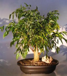 Ficus Bonsai Tree<br></i>(ficus orientalis)</i>