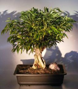 Ficus Banyan Bonsai Tree<br><i>(ficus orientalis)</i>