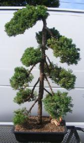 Juniper Bonsai Tree - Pom Pom Style <br><i>(juniper procumbens nana)</i>