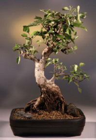 Ficus Retusa Bonsai Tree<br><i>('nitida')</i>