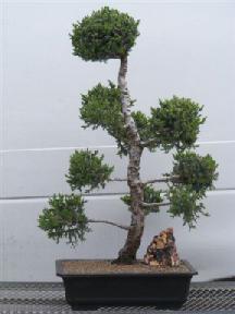 San Jose Juniper - Pom Pom Style<br><i>juniperus Chinensin 'San Jose'</i>