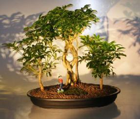 Hawaiian Umbrella Bonsai Tree - Golf Group Scene<br><i>(Arboricola Schefflera)</i>