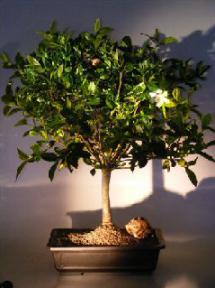 Flowering Gardenia Bonsai Tree<br><i>(Jasminoides miami supreme)</i>