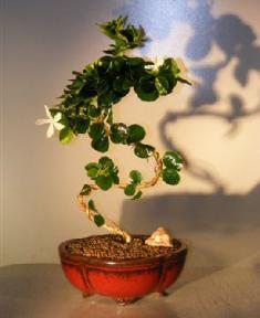 Flowering Dwarf Plum Bonsai Tree with Curved Trunk <br><i>(Carissa Macrocarpa)</i>